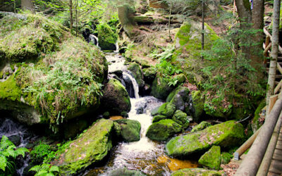 Naturtag im südl. Waldviertel – 4. Oktober 2025