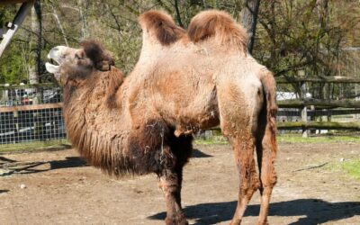 4. Juli 2026 – Ausflug zum Tierpark Haag